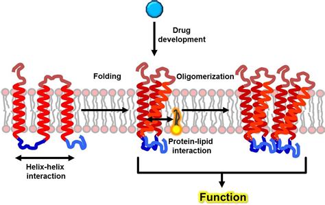 Research Projects | Membrane Proteins