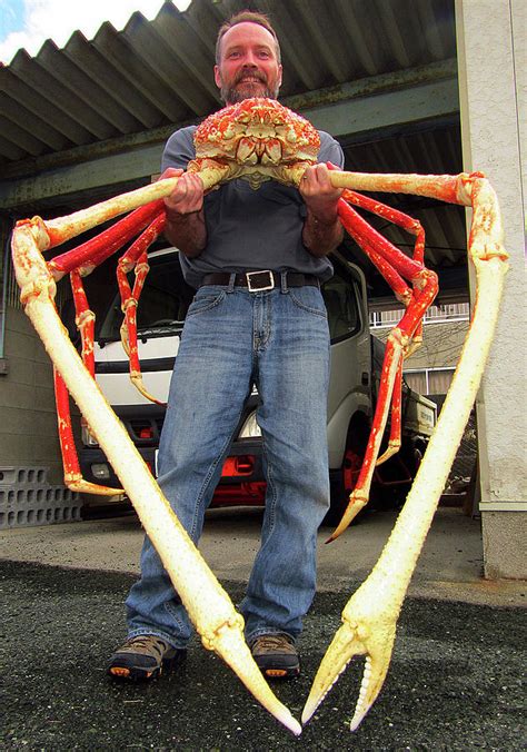 Japanese Spider Crab Macrocheira Photograph by Dante Fenolio - Pixels