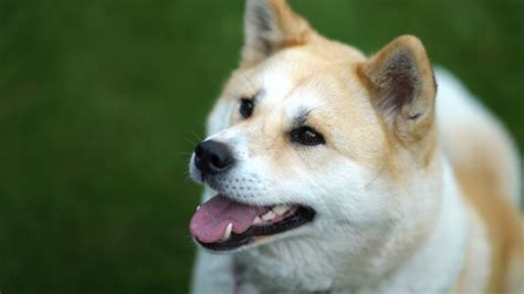 89+ Akita Names (BEST Picks For 2024!) - Blog Of Tom