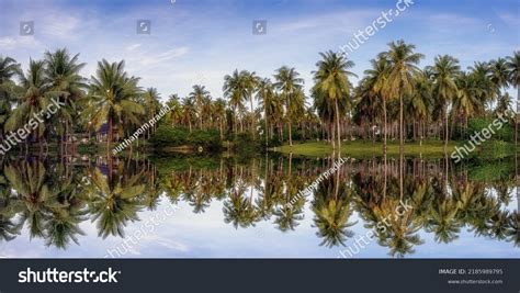 Kerala Coconut Trees: Over 8 153 Royalty-Free Licensable Stock Photos ...