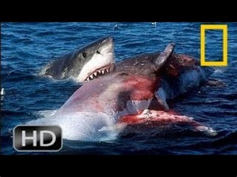 Orca Attacks Great White - emsekflol.com