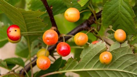 Wild cherry (Prunus avium) - British Trees - Woodland Trust