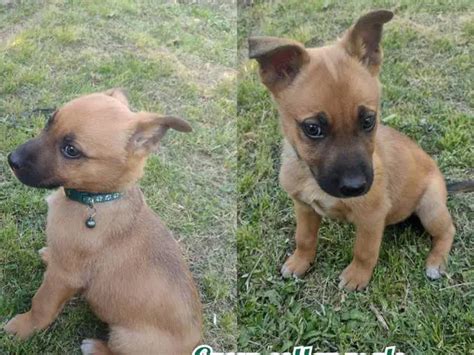 2 German Sheprador puppies available in Conyers - Puppies for Sale Near Me