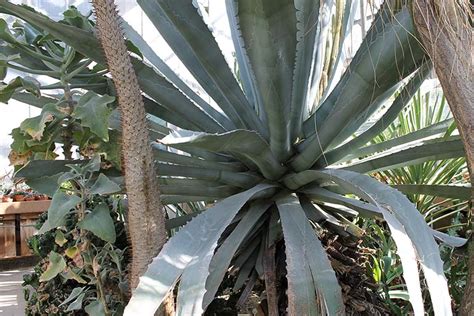 Agave americana: Cacti and succulents: Featured plants: Biology ...