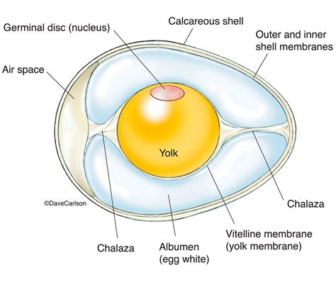 [DIAGRAM] Womans Diagram Of An Egg - MYDIAGRAM.ONLINE