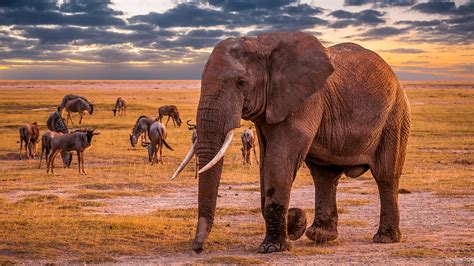 Amboseli Nationalpark | Sunset at Amboseli National Park | Flickr