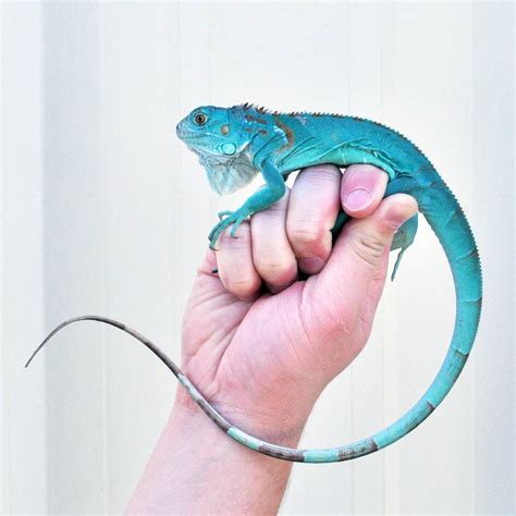 Live Pet Iguana For Sale | Pets Animals US