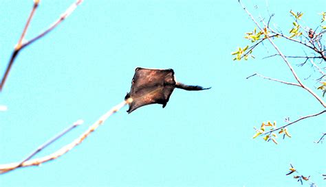 flying-squirrel-gliding - Hobby Farms