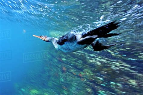 Galapagos flightless cormorant (Phalacrocorax harrisi) diving for fish ...