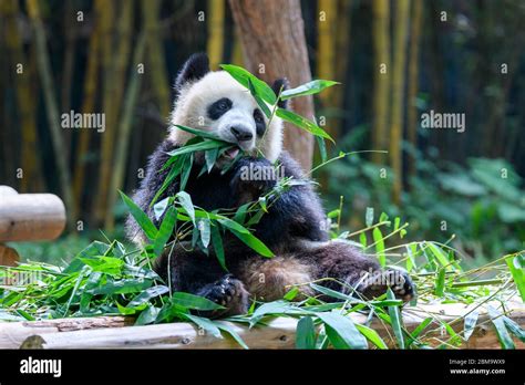 Cute panda sitting and eating bamboo Stock Photo - Alamy