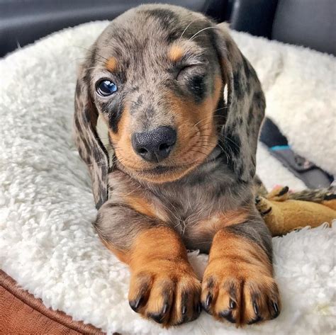 Cute Dapple Dachshund Puppy... If you love dachshunds, visit our blog ...