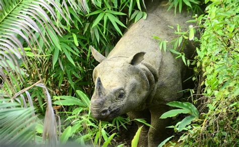 Last Refuge Of The Javan Rhinos - Global Wildlife Conservation