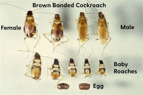 Brown Banded Cockroach (PESTS to Avoid?) | APB