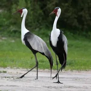 Wattled Crane - Facts, Diet, Habitat & Pictures on Animalia.bio