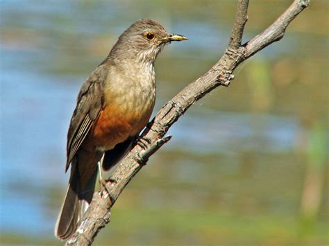 Rufous-bellied Thrush (Turdus rufiventris) By Gustavo_Duran