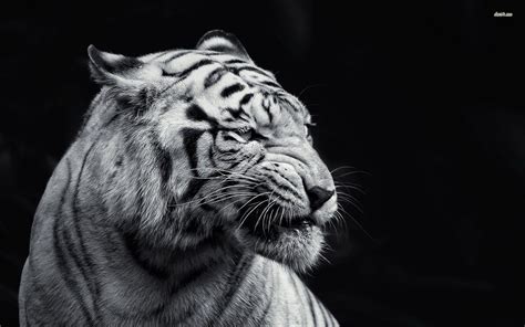 🔥 [60+] White And Black Animals Wallpapers | WallpaperSafari