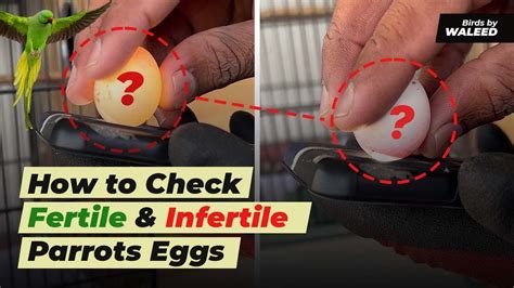 How To Check Eggs Fertility | Green Ringneck | Breeding session ...