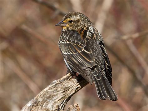 Red-winged Blackbird | Celebrate Urban Birds