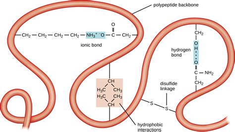 7.4: Proteins - Biology LibreTexts