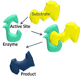 Coenzyme: Definition & Examples - Lesson | Study.com