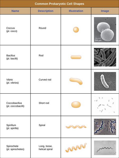 3.3: Unique Characteristics of Prokaryotic Cells - Biology LibreTexts