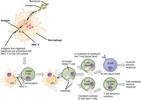 Adaptive Defenses Humoral Immunity