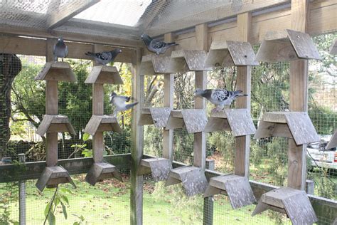 An aviary doesn't go amiss! Well designed perches that keep the lower ...