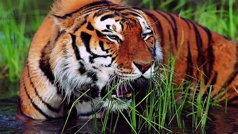 Royal bengal tiger at sundarban - YouTube