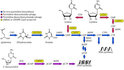 Pyrimidine Synthesis