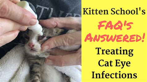 How I Treat a Kitten or Cat Eye Infection at Home – LittlePetsCare.com