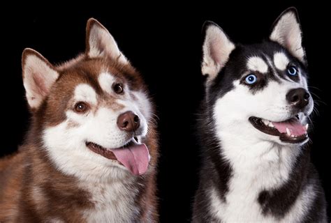 Discover the Best 10 Black and Red Husky Products to Make Your Pooch ...