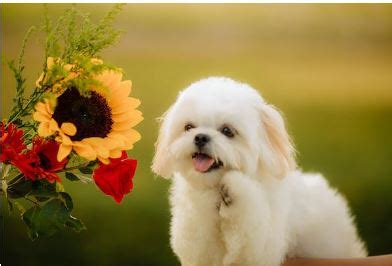 The Maltese Shih Tzu Poodle Mix: A Perfect Companion for Dog Lovers ...