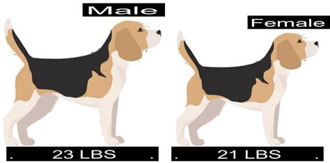 How Much Should Beagle Weigh? Beagle Weight Calculator.