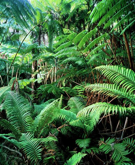 Tree Ferns In Tropical Rainforest #1 Photograph by Science Photo ...