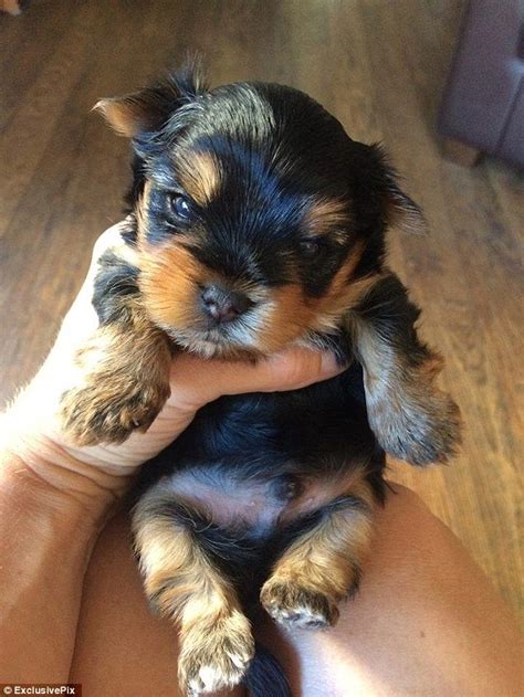 Is this the smallest puppy in the world? Tiny Yorkshire Terrier weighs ...