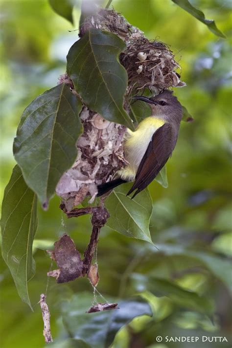 Purple Sunbird & Nest | Pet birds, Nature birds, All birds