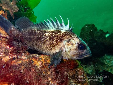 Rockfish—PNW Ocean Life—Species Identification — Edmonds Underwater Park