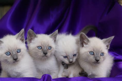 Gorgeous Purebred Siamese Kittens Blue Point And Seal Point | Siamese ...