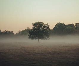 Summary and theme of the poem "FOG" by Carl Sandburg