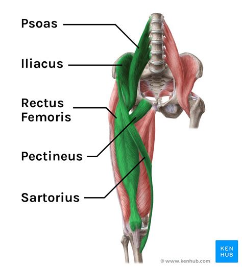 Hip Flexor Muscles