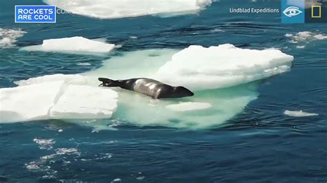 Killer Whale Hunting Strategy Caught on Video - Videos from The Weather ...