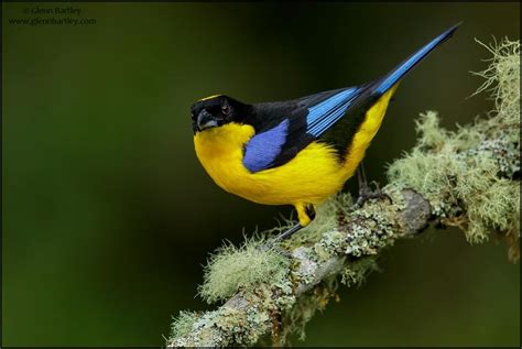 Blue-winged Mountain Tanager (Anisognathus somptuosus) | Focus on Arts ...