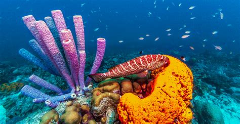 Sponges are the ocean's natural DNA collectors | Natural History Museum