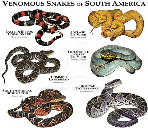 The 9 Most Venomous Snakes In Vietnam All You Need To Know