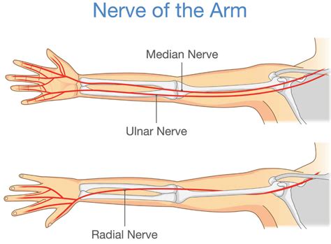 Pin on Anatomy