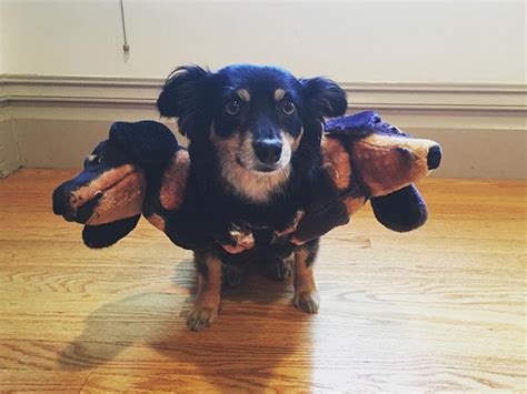 Cerberus Dogs: Funny Three-Headed Dog Halloween Costume