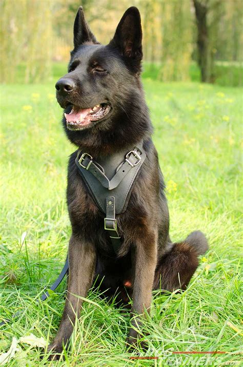 Get German Shepherd Y Shaped Dog Harness for Training