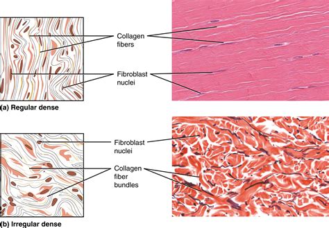 Reticular Connective Tissue Diagram