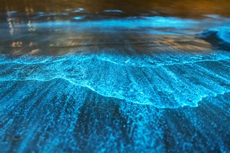 7 Bioluminescent Beaches and Bays Worth Visiting | Oyster