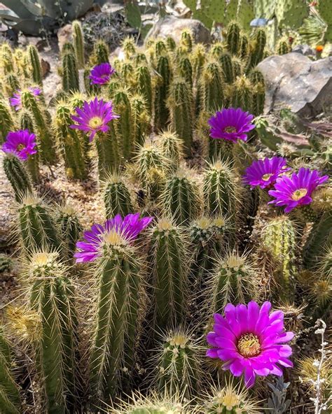 Tucson Botanical Gardens cactus flowers in arizona - When In Your State